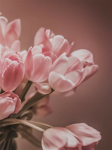 Bunga aesthetic yg kamu suka #flowers #popularcreator #aestheticvideos #masukberanda #relaxing