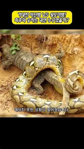 Giant Python VS Monitor Lizard! Who Was the Ultimate Winner?