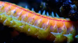 Polychaetes, marine worms Nereis. The fauna of the Black Sea