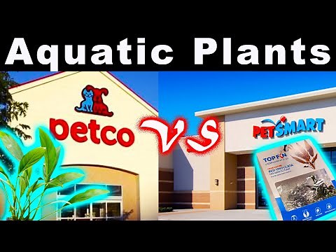 Petco vs Petsmart Aquatic Plants: Which is BEST?🌱💦🌿