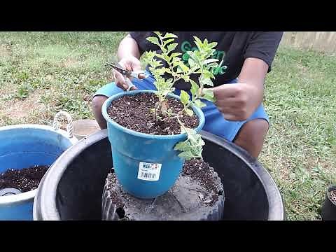 Transplanting Purple Verbena and Pruning!