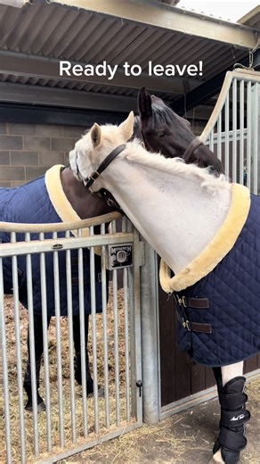 Exciting Eventing Training with Horses and Ponies