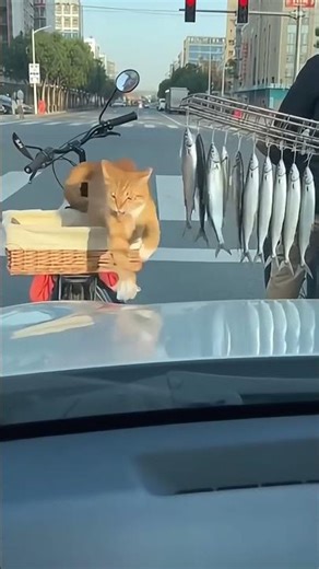 look this angry cat try to stolen fish