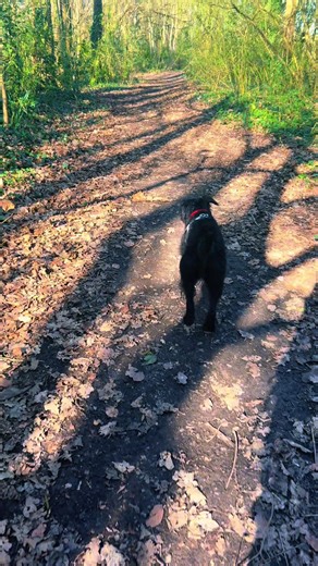 Patterdale Terrier Sunny Afternoon Fun
