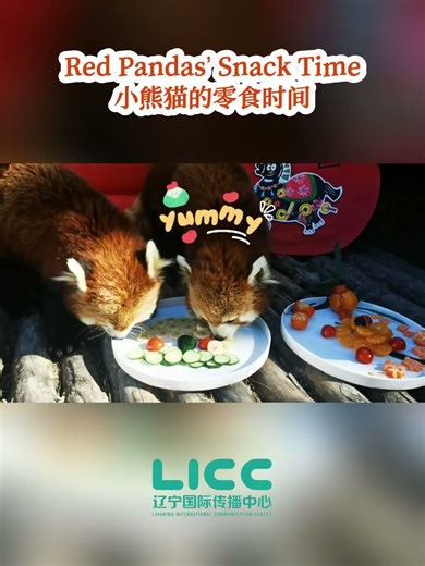 Snack Time for Two Red Pandas