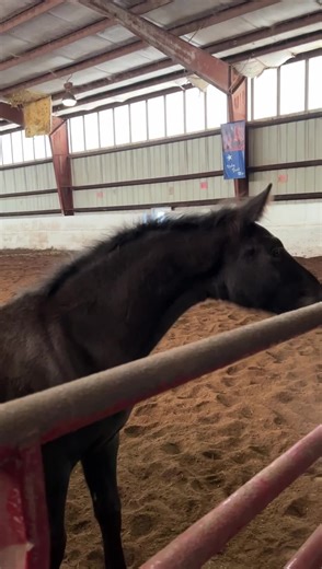 One more of Violet and Sooner! | Saddlebred Rescue