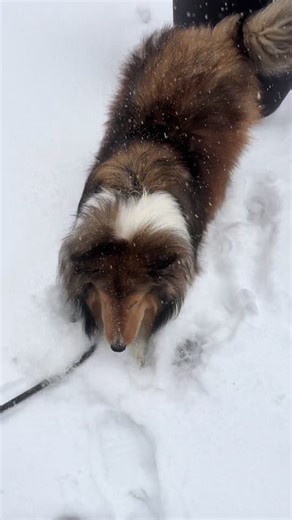Not pictured: the 30 minutes Scottie spent barking and running in the snow #snowday #sheltie #fyppppppppppppppppppppppp