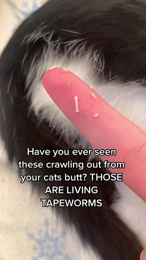 Tapeworms are long, flat, segmented worms that can live in your pet's small intestine. but, when dried up, can look like small white to tan sesame seeds or grains of rice.#satisfying #tapewormsincats #tapeworms#crawling#white#cats#kittens#animal#tapewormshot