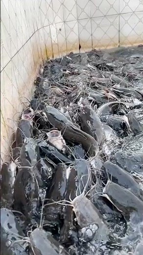 Rare Catfish Discovery Caught on Camera #fishing #sea #nature