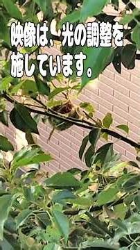 メジロが庭木に巣を作った日 第5話 ヒナが急に増えた!? #マルチーズ #メジロ #幸運の鳥 #田舎暮らし #野鳥観察 #バードウォッチング