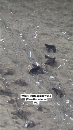 Wapiti Wolf pack howling in Yellowstone (Turn the volume up)