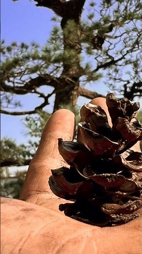 【五葉松】植木屋さんの透かし剪定