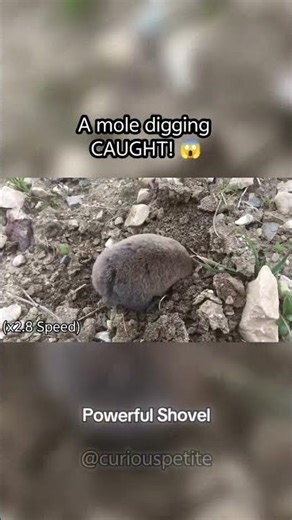 I bet this is first you see a mole digging