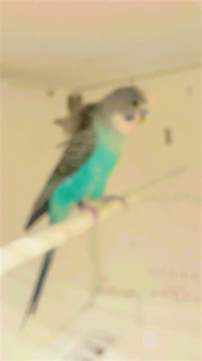 Blackwing split blackface helicopter male 😊