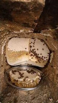 Bee hunting and honey harvesting in the wild 🐝🍯 || Mountain man survival skills || Wild bees honey