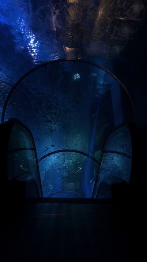 クラゲの魅力が詰まった水族館の旅