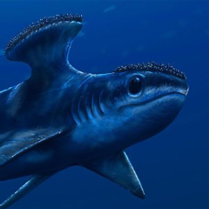 Pygmy_Jerboa - Twitch