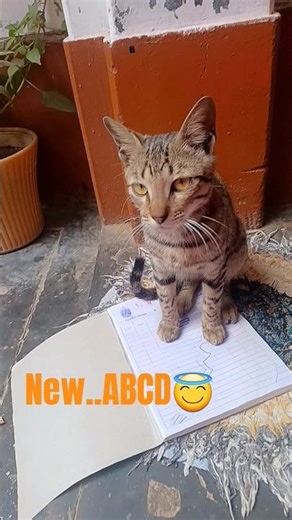 kitten reading 📚 😁#cat #comedyskits #funny