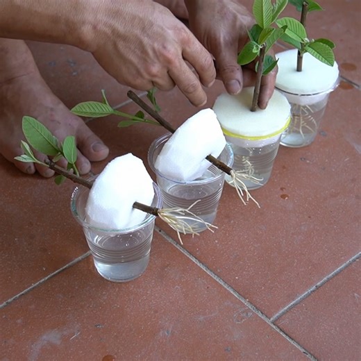 Effective Method of Growing Guava Using Hydroponic Branches Detailed Instructions From A to Z | H&H Gardening World