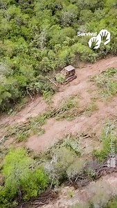 The Ayoreo-Totobiegosode people of #Paraguay have been forced into contact, and agribusiness has been destroying their home, the Chaco forest. To this day, some members are still resisting contact. They’re living inside the forest, but several agribusiness companies are occupying and destroying the heart of their territory. The Paraguayan government must return the Ayoreo’s territory to them, and protect the lives of their uncontacted relatives. TAKE ACTION now! Send this email to the Paraguayan