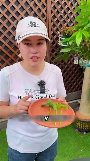 🌱 How to Easily Root a Rose Bush