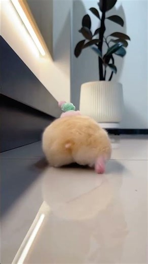 🐹❤️ 🐹❤️ #yoursmartpet #hamster