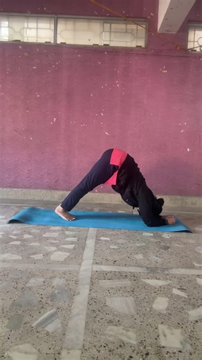 Live highlight ,dolphin pose strengthening the core, arms, shoulders, and back