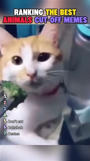 Ranking the best animals cut off memes #ranking #foryou #funny #memes #animals #cutoff #prx202606