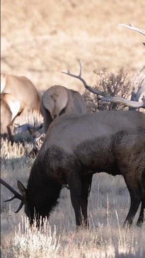 Rocky Mountain National Park is one of Colorado’s most iconic destinations