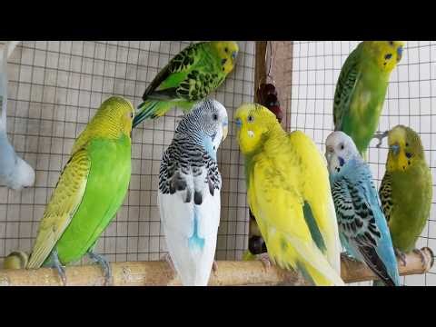 3 Hour Budgie Talking & Singing 🐦 | Cute & Playful Bird Sounds