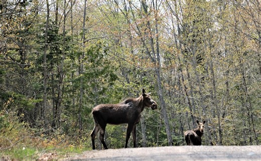 Moose-vehicle crashes are on the rise: What to do if you hit one of these 1,000-pound animals