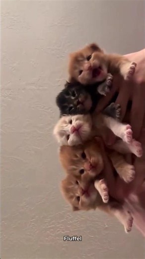 These Kittens Are So Cute 😍