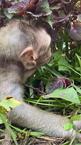 484K views · 344 reactions | Totsaken Ahunai on Reels | Facebook