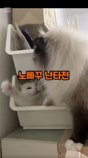 우격다짐 왜저래 ㅋㅋ 냥냥이 귀여웡