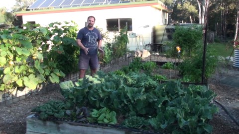 Carpet gardening hack: Effortless weed control & rich soil explained!