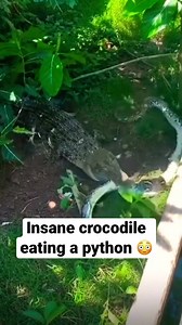 33K views · 195 reactions | The python attacked the crocodile but was defeated by the crocodile and had to give his life as a delicious prey for the crocodile | Ocean's Depth | Facebook