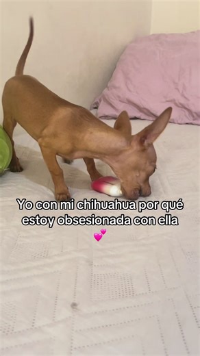 Obsesión por mi chihuahua: una conexión especial