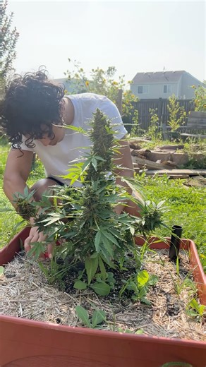 Harvesting autoflower plant outdoors