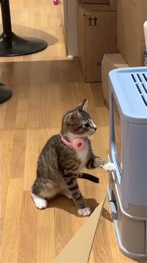 Who is using the litter box 👀