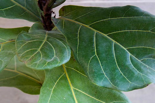 How to grow ornamental figs / RHS Growing Guide