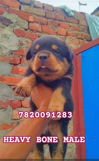 Heavy Bone Rottweiler Male Puppy For Sale 🐶🔥
