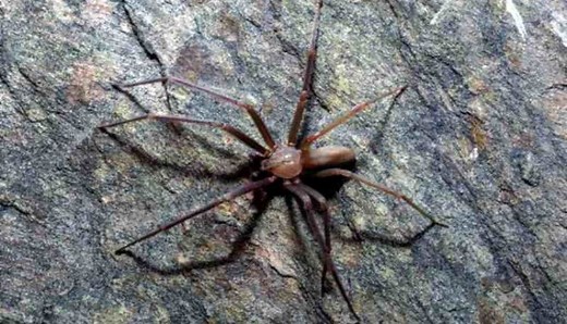 Brown Recluse Spider (or Violin Spider) Bites: What You Should Know