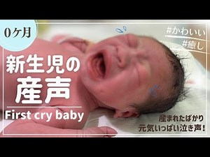 【0ケ月】新生児の産声 / First cry baby / birth cry #赤ちゃん #泣き声 #0ケ月 #男の子 #産まれたばかり #癒し #かわいい #元気が出る #新生児 #産声