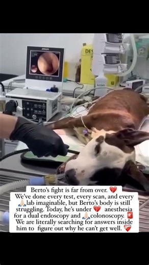 🙏 How to help: Link in bio to donate Share this post to your stories to help us reach our goal.