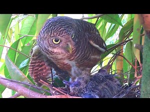 Owl Attacks And Grabs Out Baby Birds In Nest! – Bird Killing Other Bird's Baby, Steals Chicks