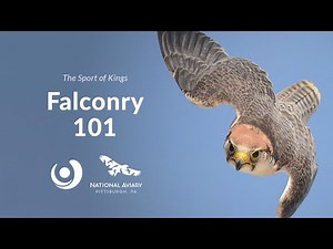 Varsity Tutors' StarCourse - The Sport of Kings: Falconry 101 with THE NATIONAL AVIARY