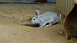 Download A rabbit is digging a bunker outdoors. for free