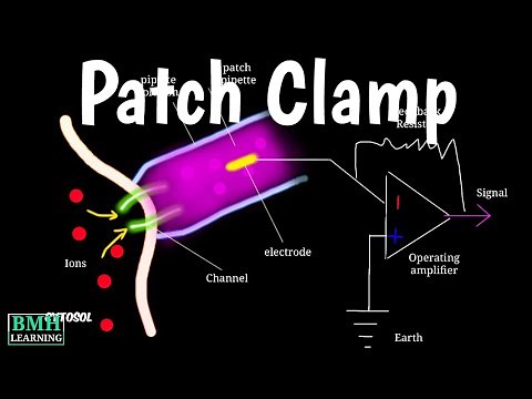 Patch Clamp Technique |