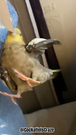 Cockatiels Craze: Cute and Funny Cockatiel Moments That Will Make Your Day!