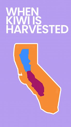 1.3K views | Here's everything you need to know about when and how Kiwi fruit is harvested here in the golden state. Check out my video on the HISTORY OF KIWI FRUIT and learn how the Kiwi came to be. #kiwifruit #historyfacts #kiwi #foodhistory #growingfood | Jerry James Stone | Facebook
